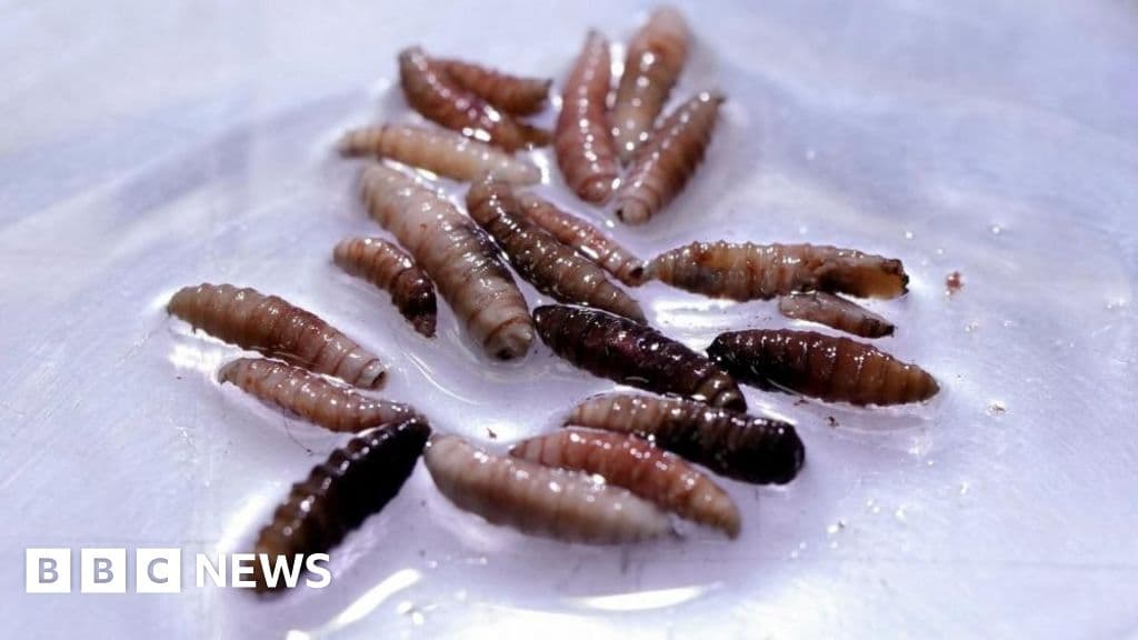 Flesh-eating screwworm arrives in US with first case in Texas - BBC