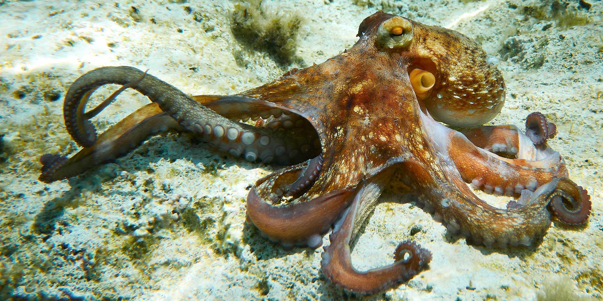 Ultimate camouflage tech mimics octopus in scientific first - theregister.com