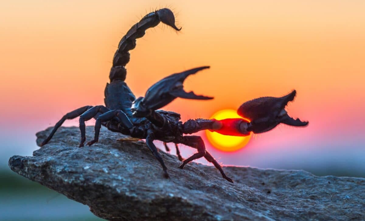 Paleontologists Discovered a Rare 4-Inch Scorpion Fossil Preserved in Rock in China - The Daily Galaxy