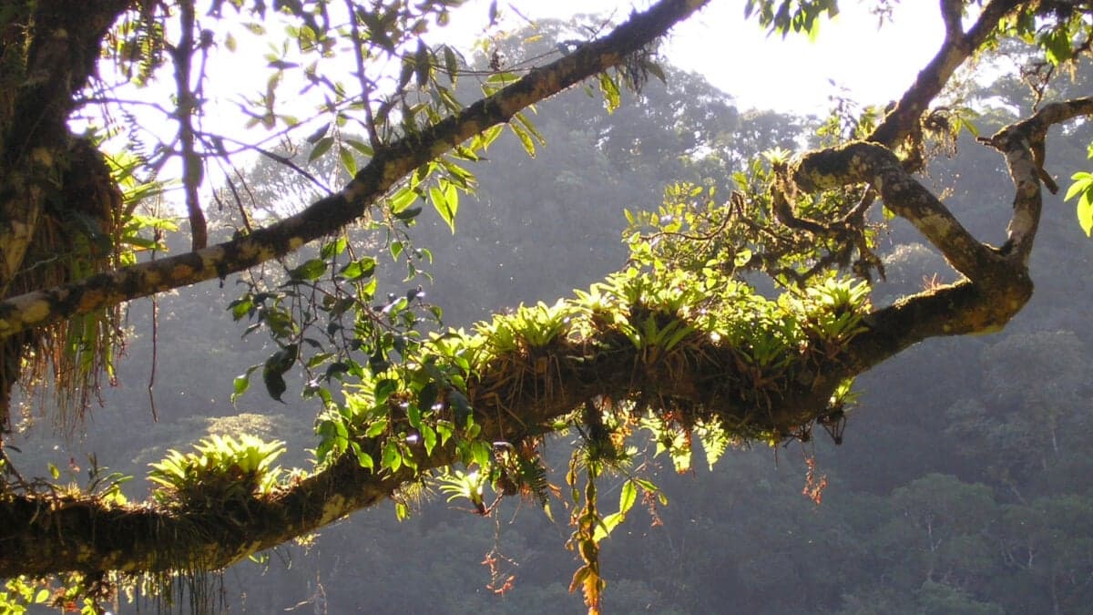 Plant Found in Obscure Brazilian Rainforest Seems Weirdly Good at Fighting Covid-19 - Gizmodo